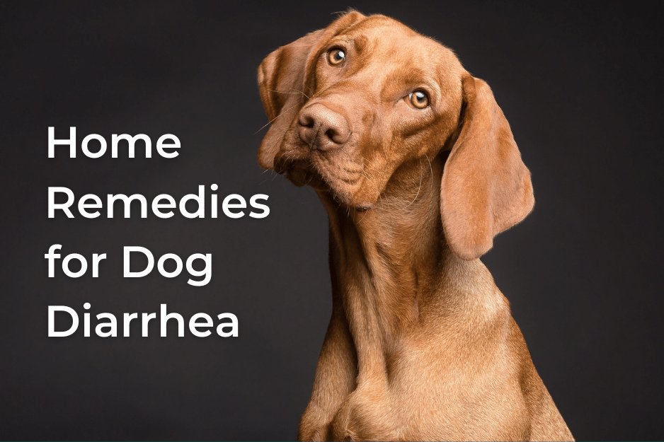 Natural remedies clearance for dog diarrhea