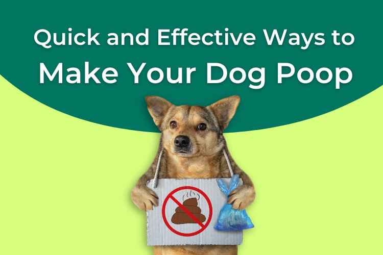 Ways to shops help a dog poop