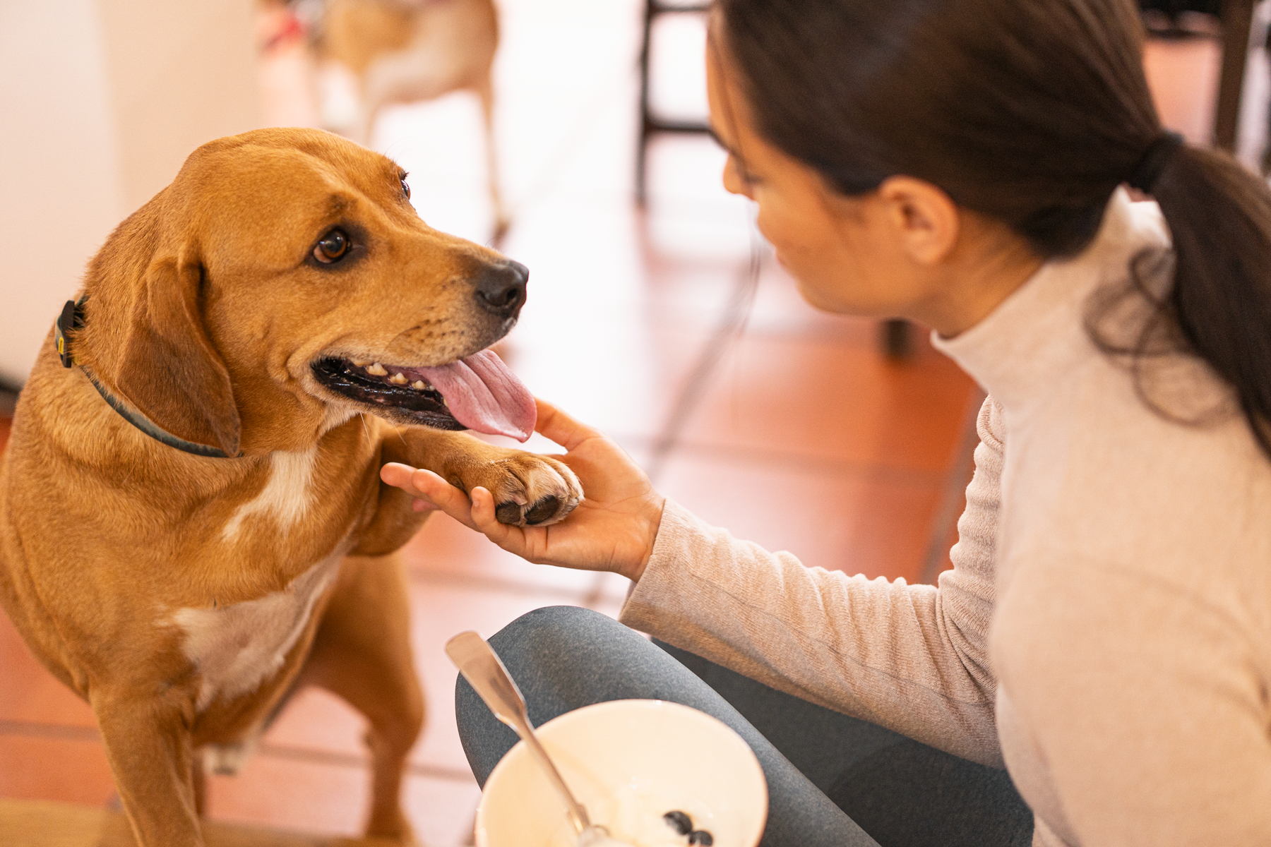 A beagle watches as calming powder is added to its food bowl.