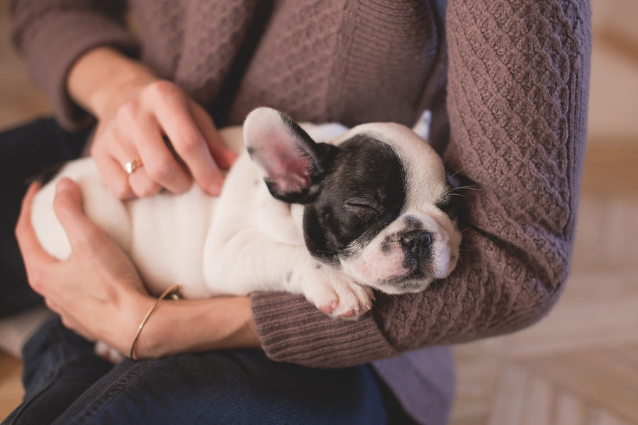 Benefits Of Dog Bacteria From Dogs Vs Human Bacteria - PetCultures