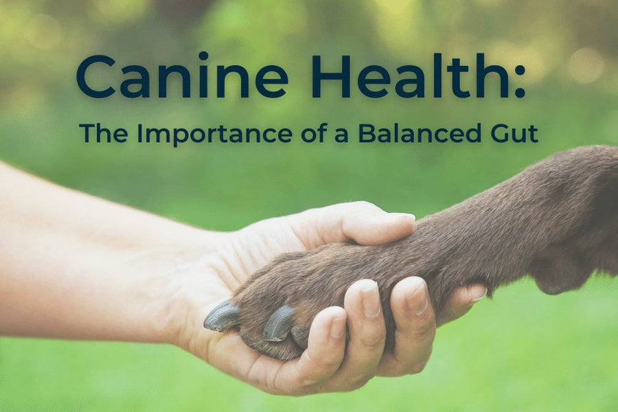 Canine Health: The Importance of a Balanced Gut - PetCultures