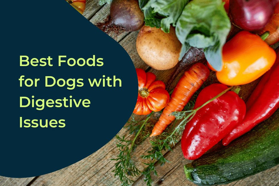 Diet & Dog Diarrhea: Best Foods for Dogs with Digestive Issues - PetCultures