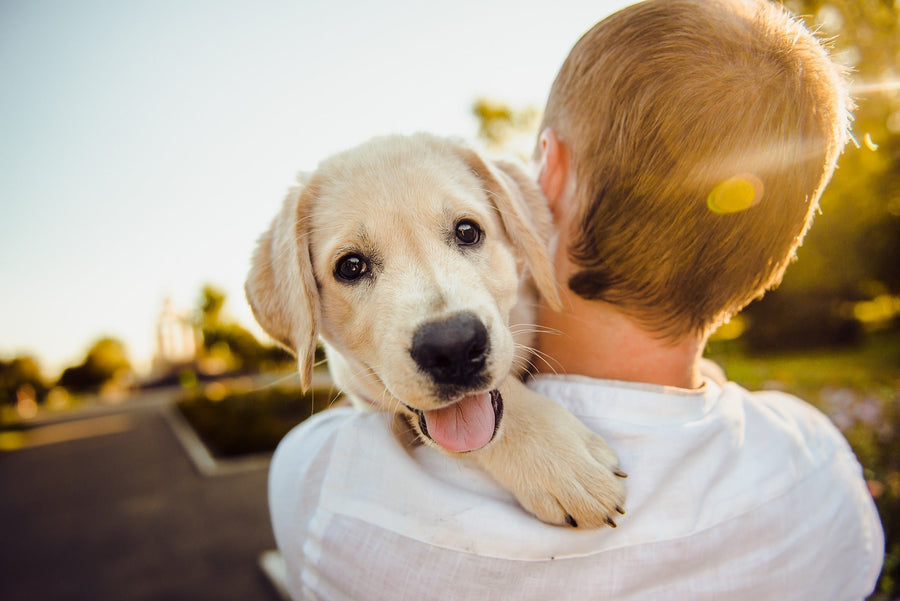 How To Improve Your Dog’s Health With Probiotics - PetCultures