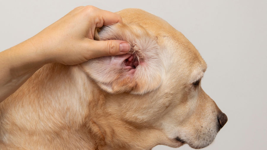 The Ultimate Guide to Tackling Dog Allergies: From Itchy Ears to Constant Scratching - PetCultures