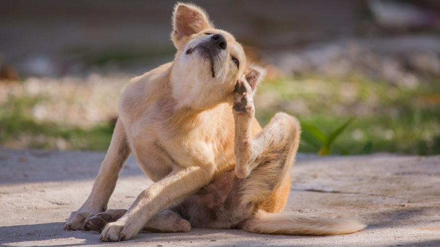 Why Your Dog Can't Stop Scratching Their Ears: A Science-Backed Guide to Allergies and Solutions - PetCultures