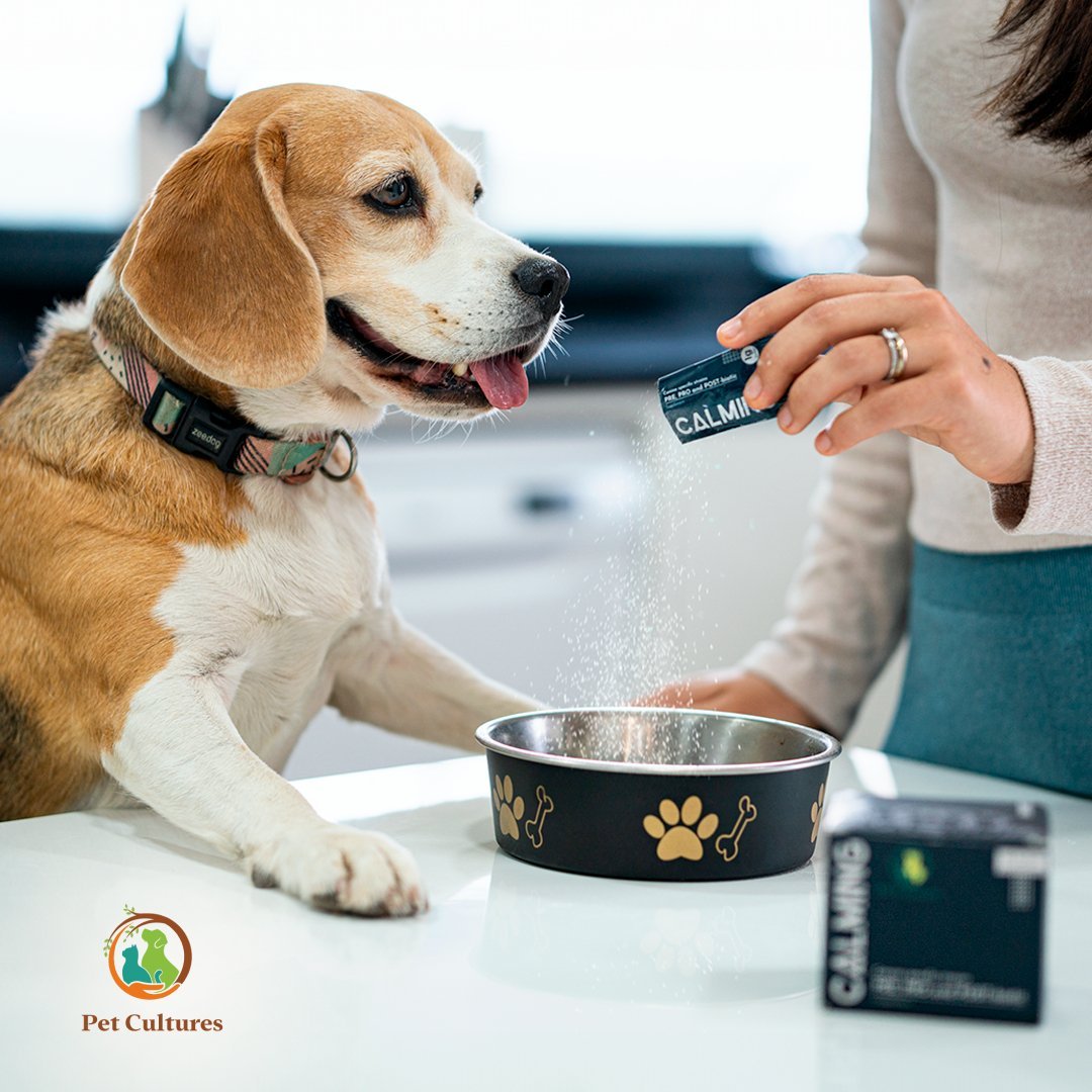 A beagle dog with a collar watches as a person sprinkles powder into a dog bowl.