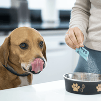 Dog owner and happy pet sharing a moment, showcasing the results of proactive wellness.