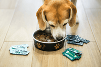 Active dog enjoying pain-free mobility thanks to PetCultures' joint support formula.